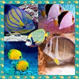 Fish Photo Collage Maker