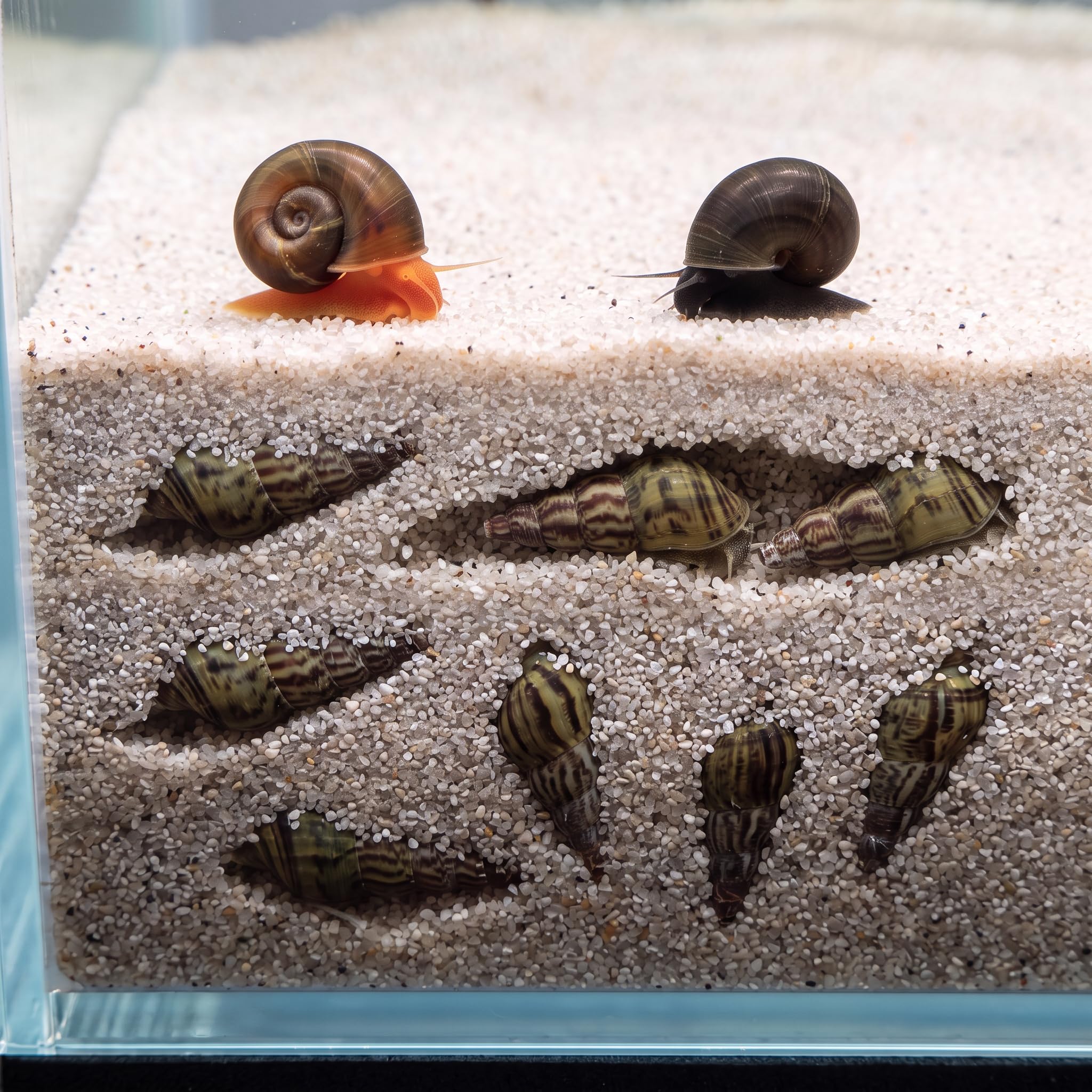Assorted Mixed Malaysian Trumpet Snails, Ramshorn Snails and Bladder Snails. (4x Trumpet, 1x Ramshorn, 1x Bladder) — image 1