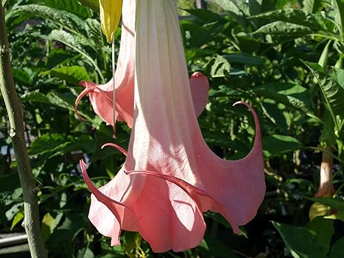 Miniatura 4 de Santa ROSA Brugmansia Angels - Trompeta tropical viva, muy grande, durazno individual, flor rosa pálida, tamaño inicial, maceta de 4 pulgadas,