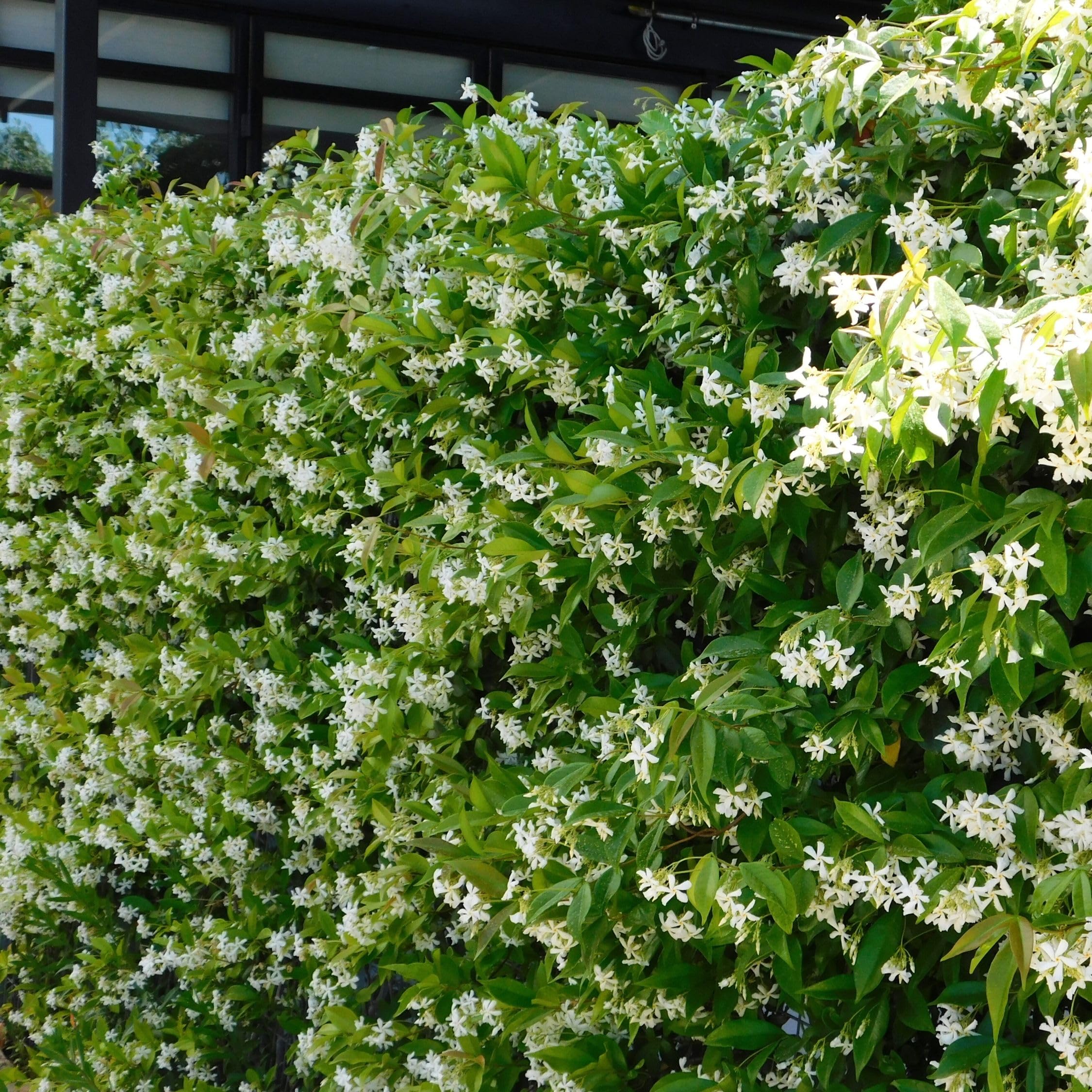 Plant in a Box - Trachelospermum jasminoides - XL Jasmin etoile grimpant - Fleurs blanc - Pot 17cm - Hauteur 110-120cm