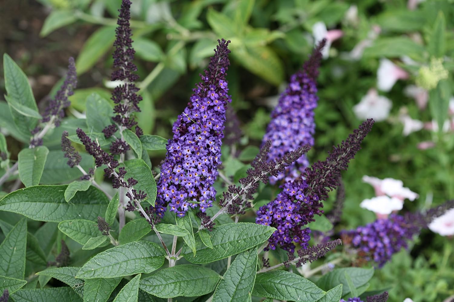 Pugster Blue Butterfly Bush (Buddleia) Live Shrub, Blue Flowers, 3 Gallon
