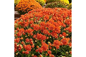 4 Blooming Mum Plants, Vibrant Orange Chrysanthemums in 4-Inch Pots
