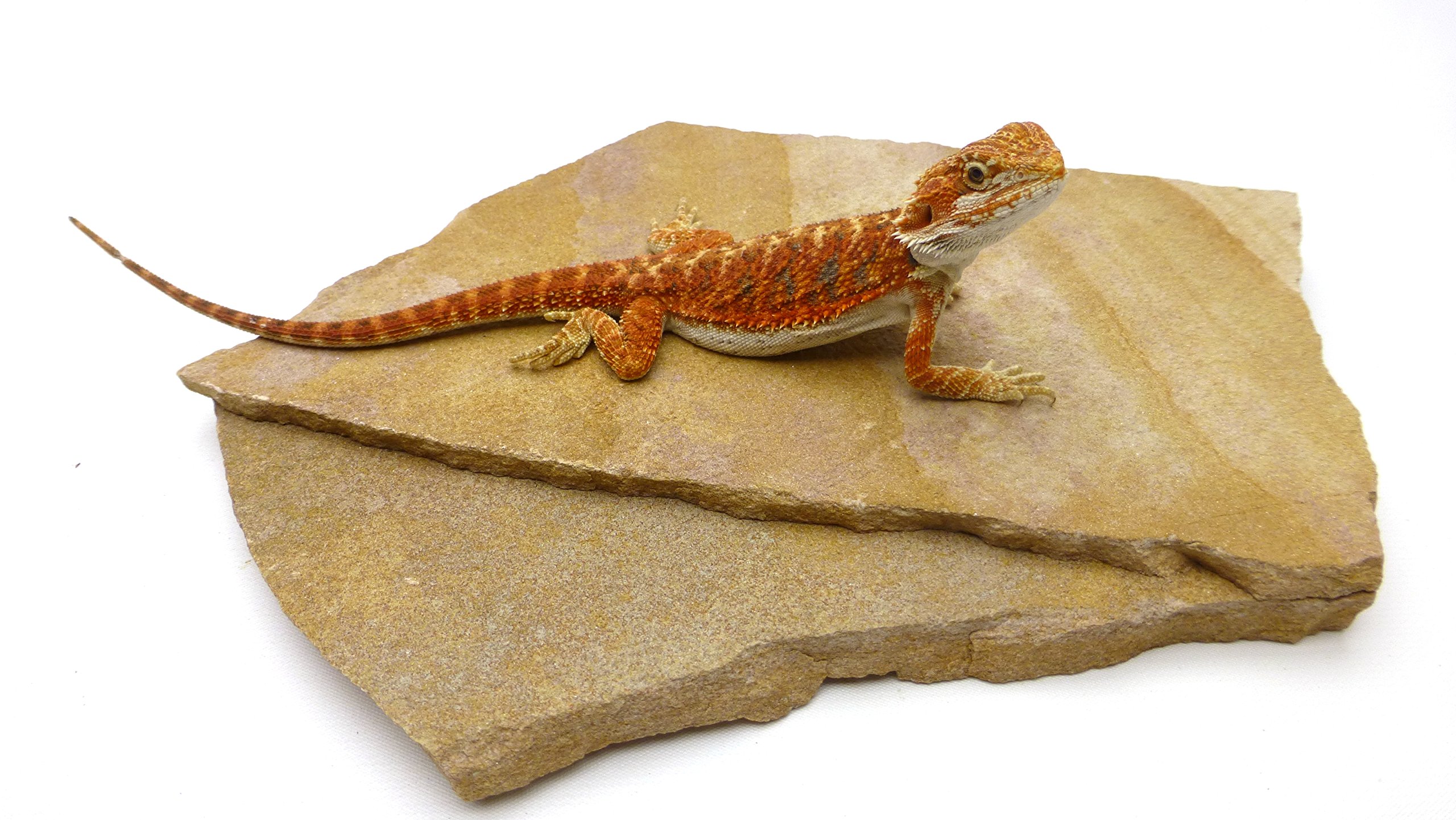 CAROLINACUSTOMCAGESCarolina Custom Cages Natural Habitat Rocks, Painted Desert (Medium Size Pair)