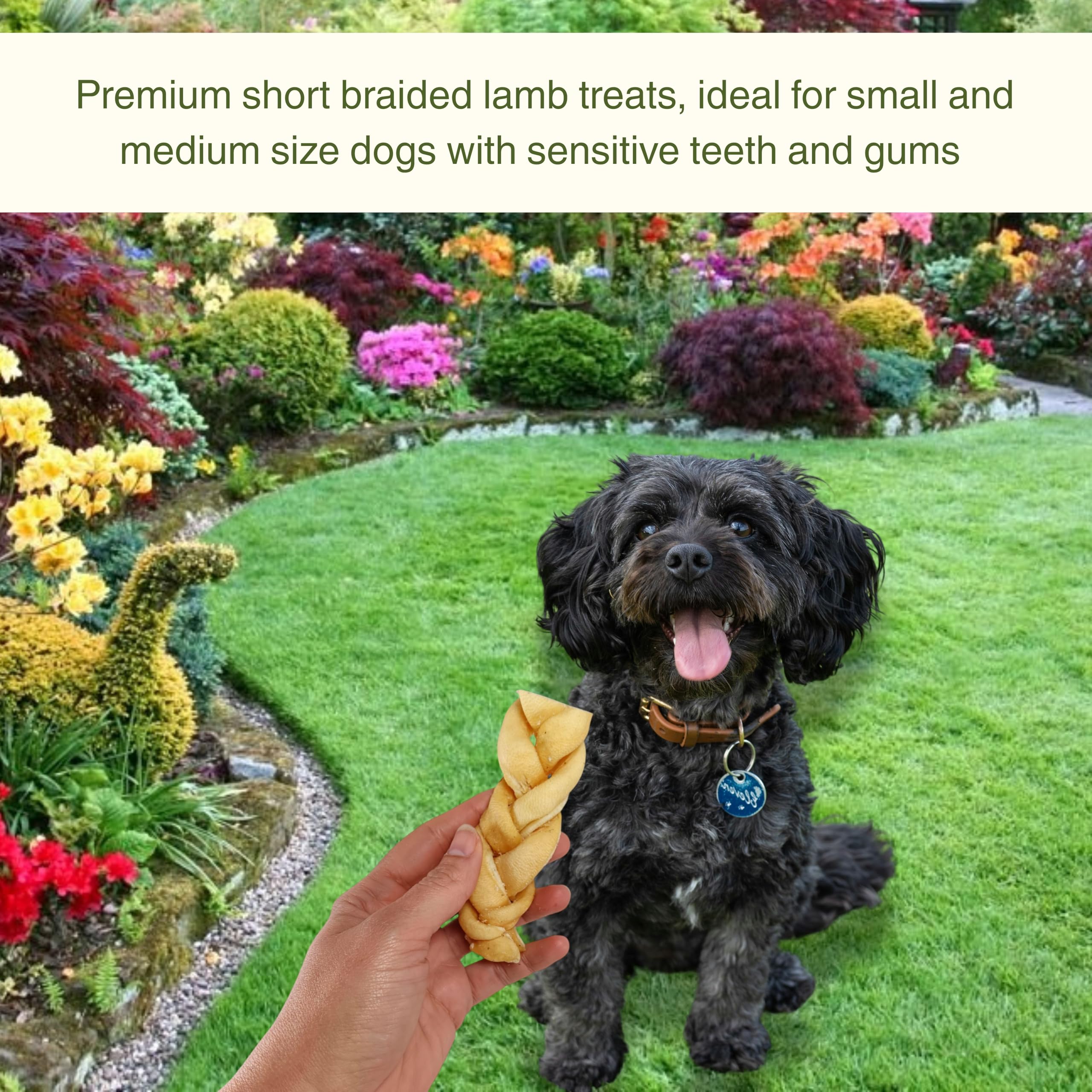 20 Thick Braided Lamb Skin Sticks for Dogs (350g). Natural Long-Lasting Dog Chew Treats -Gluten and Grain Free. Shorter 4” Variety - Image 3