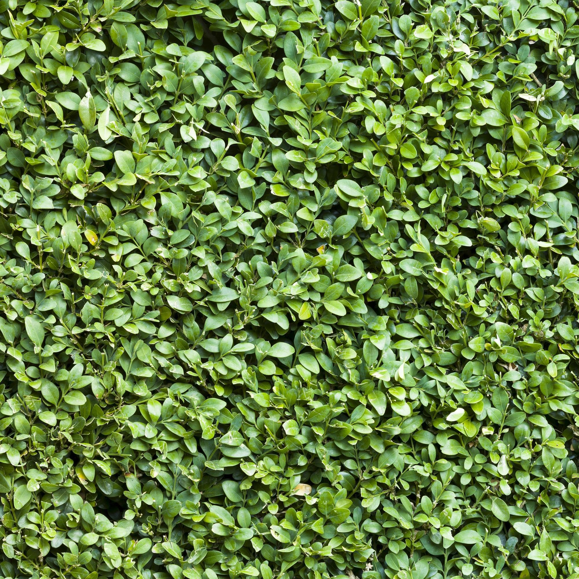 Buxus sempervirens – 6 roślin na 1 metr bieżący – zwykły bukszpan – wiecznie zielony żywopłot w doniczce 17 cm – ok. 45 cm wysokości – gęsty i łatwy w pielęgnacji do żywopłotów ogrodowych