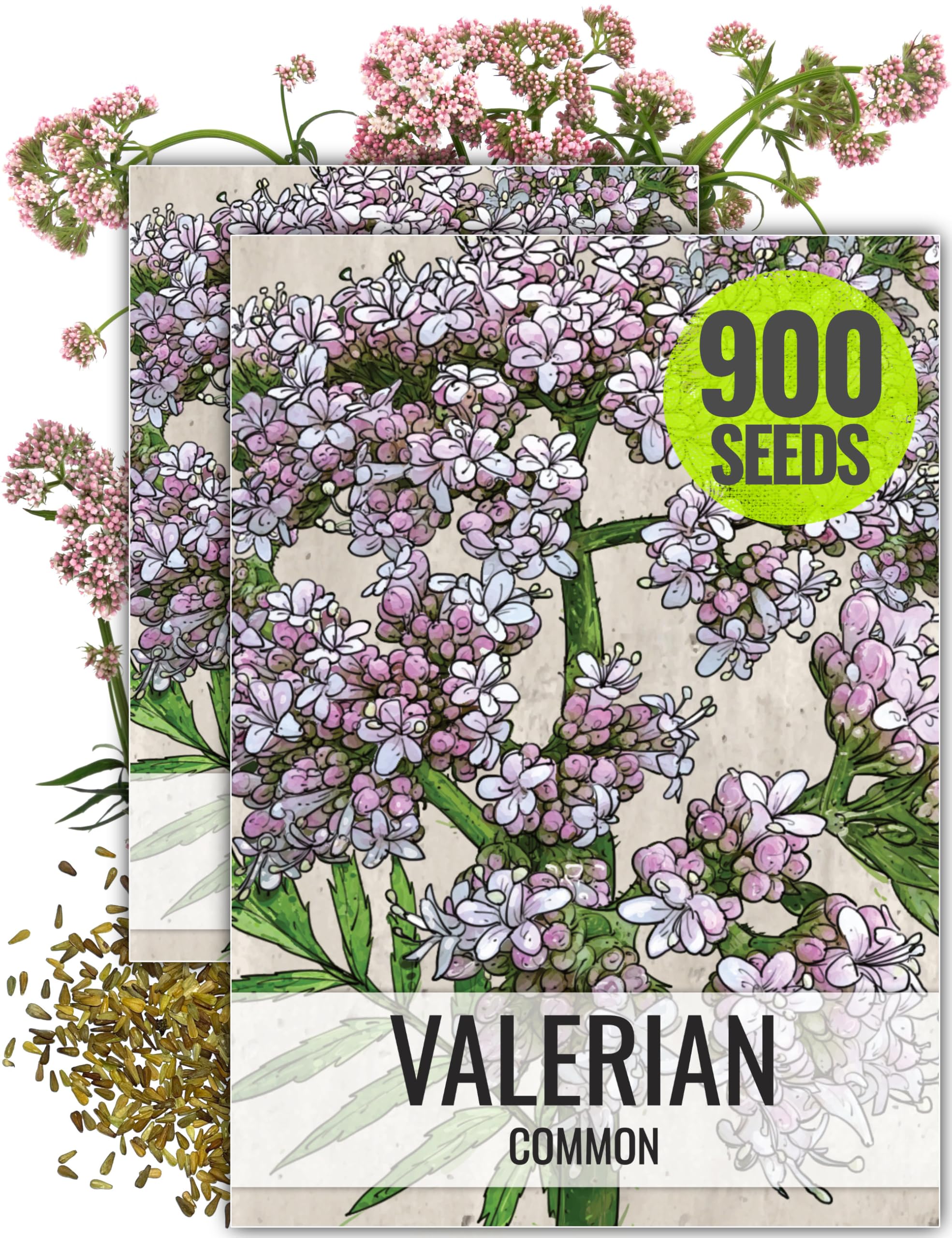 Seed Needs Valerian Seeds for Planting Stink Root Plants - Non-GMO Heirloom & Untreated Perennial Medicinal Herb Seed to Plant a Home Grown Outdoor Garden (2 Packs)