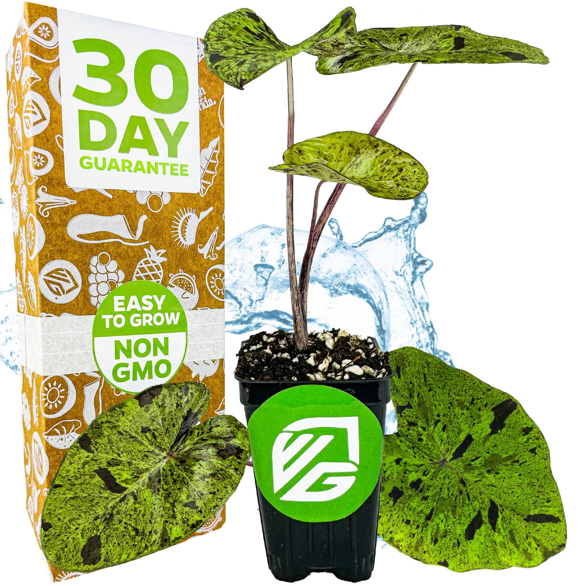 Amazon.com : Mojito Elephant Ear PPAF Live Plant - Colocasia