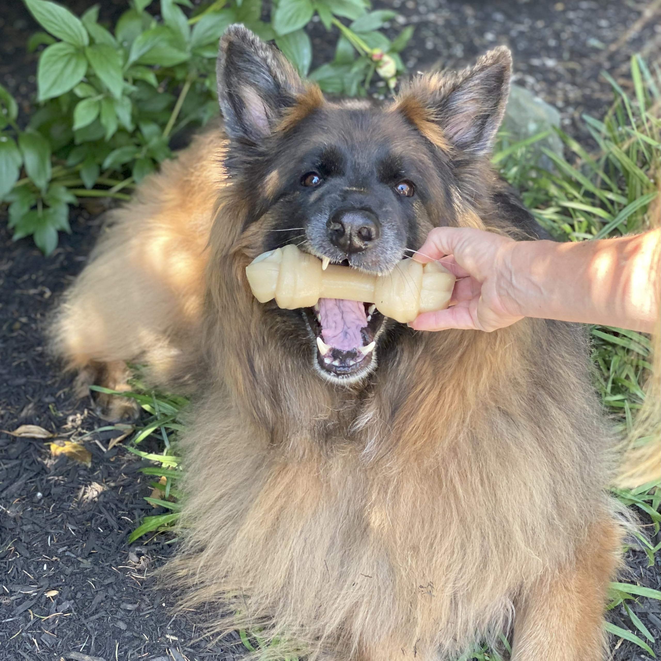 Nylabone Gros Jouet Os à mâcher pour Gros Chiens, Durable