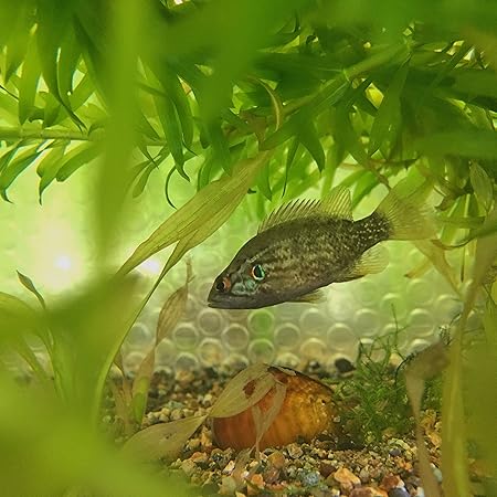 Amazon 淡水魚 オヤニラミ M 1匹 生体 川村淡水魚販売 観賞魚 水中生物 通販 Amazon 淡水魚 オヤニラミ M 1匹 生体 川村淡水魚販売 観賞魚 水中生物 通販