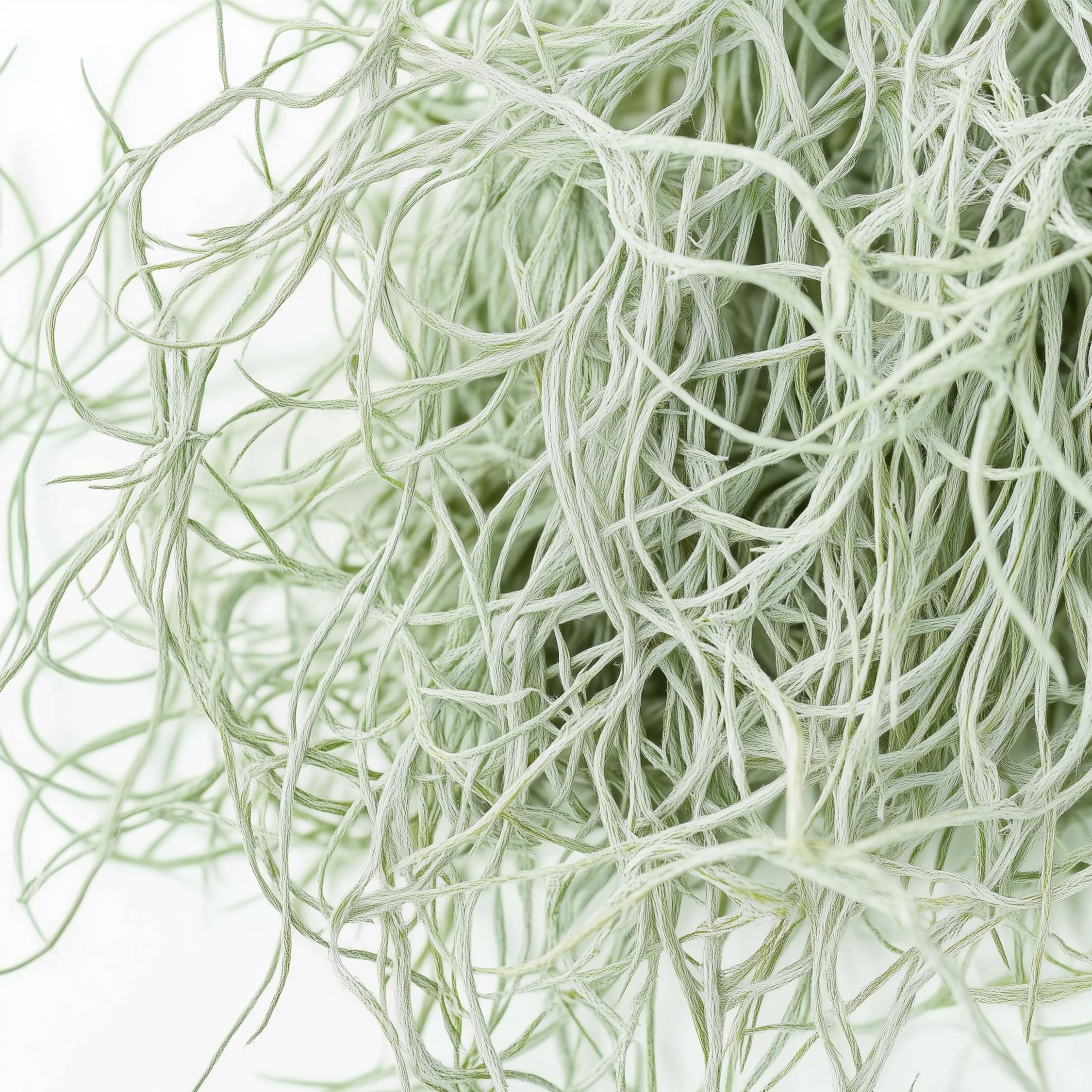 Plant in a Box - Tillandsia Usneoides - Set de 3 - Musgo español - Plantas de interior - Altura 25-40cm