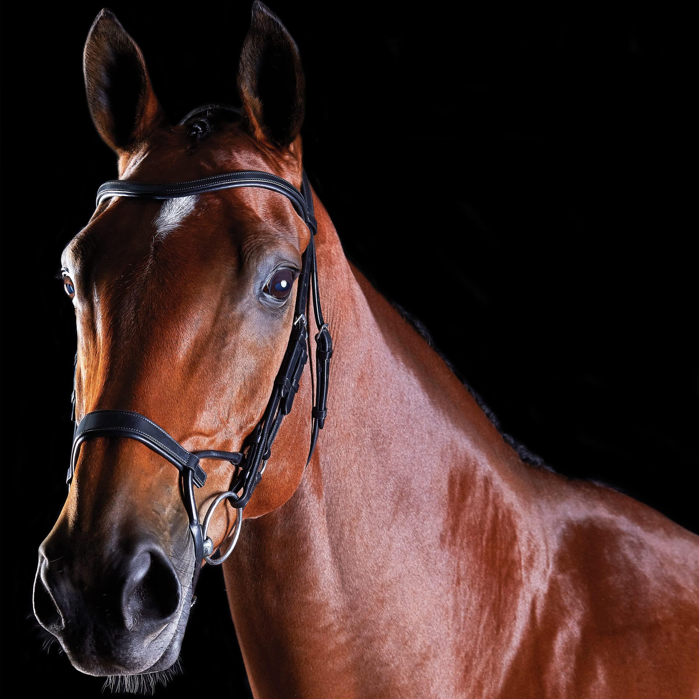 Collegiate ComFiTec Training Bridle, Black, Cob