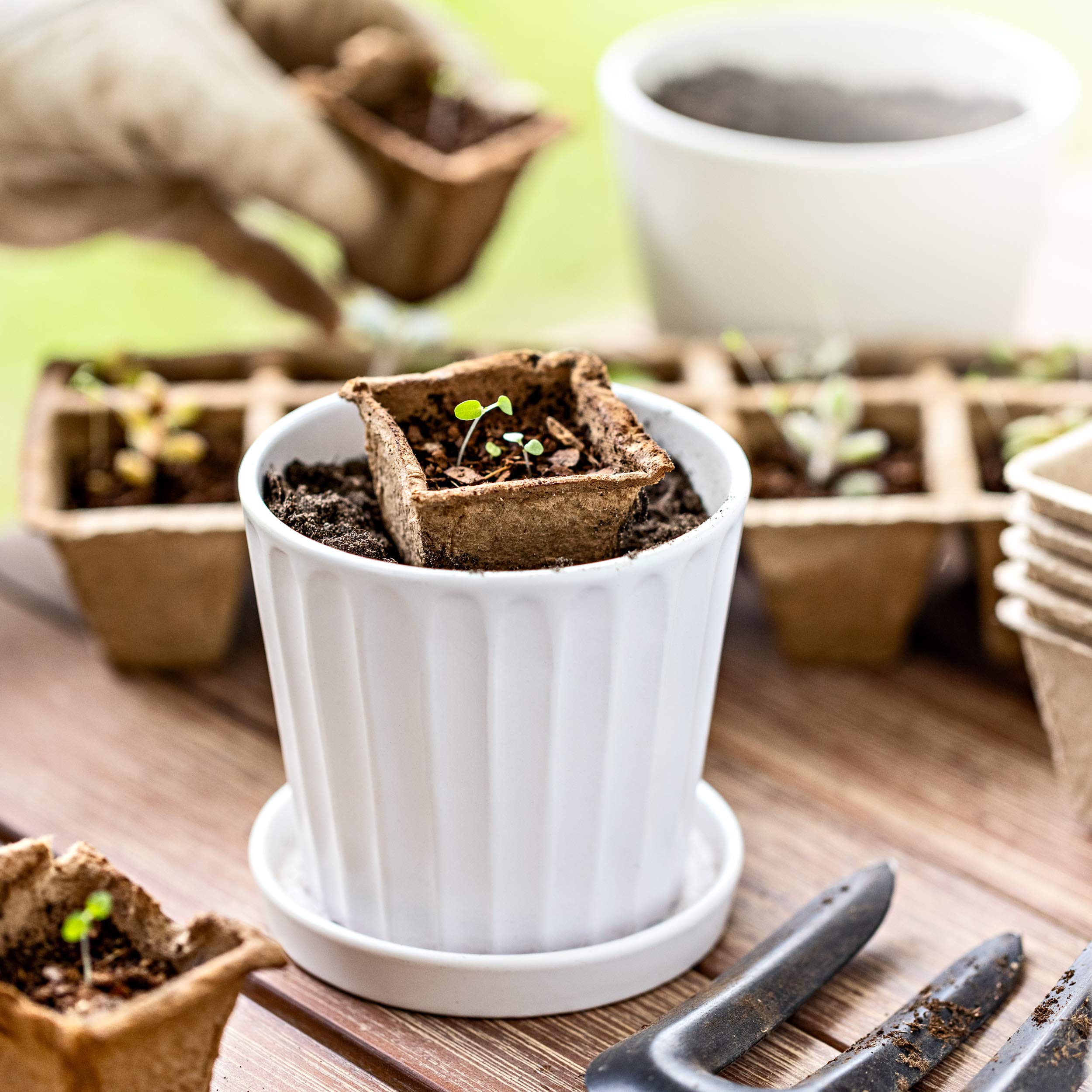 Peat Pots for Seedlings 12pk x 10cells Seed Starter Trays for Herb