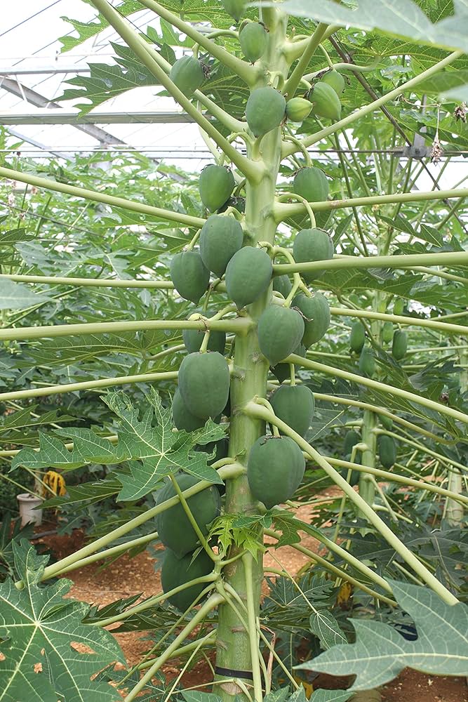 Amazon.co.jp: 沖縄県産 青パパイヤ 野菜 約1kg (1玉-2玉