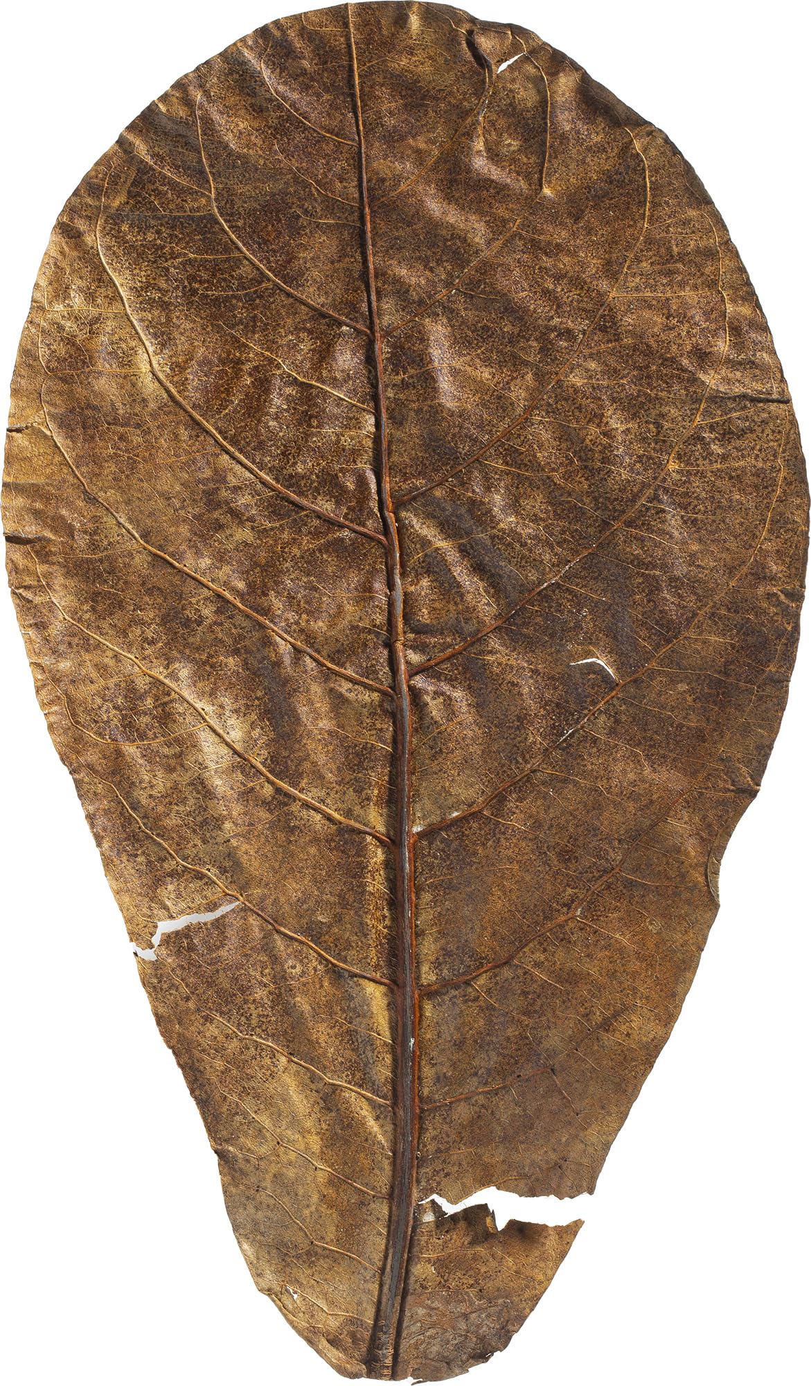 Catappa leaves aquarium, ARKA mySCAPE-CATAPPA 10 pcs (20-25cm), natural water conditioner for tropical tanks - Image 3