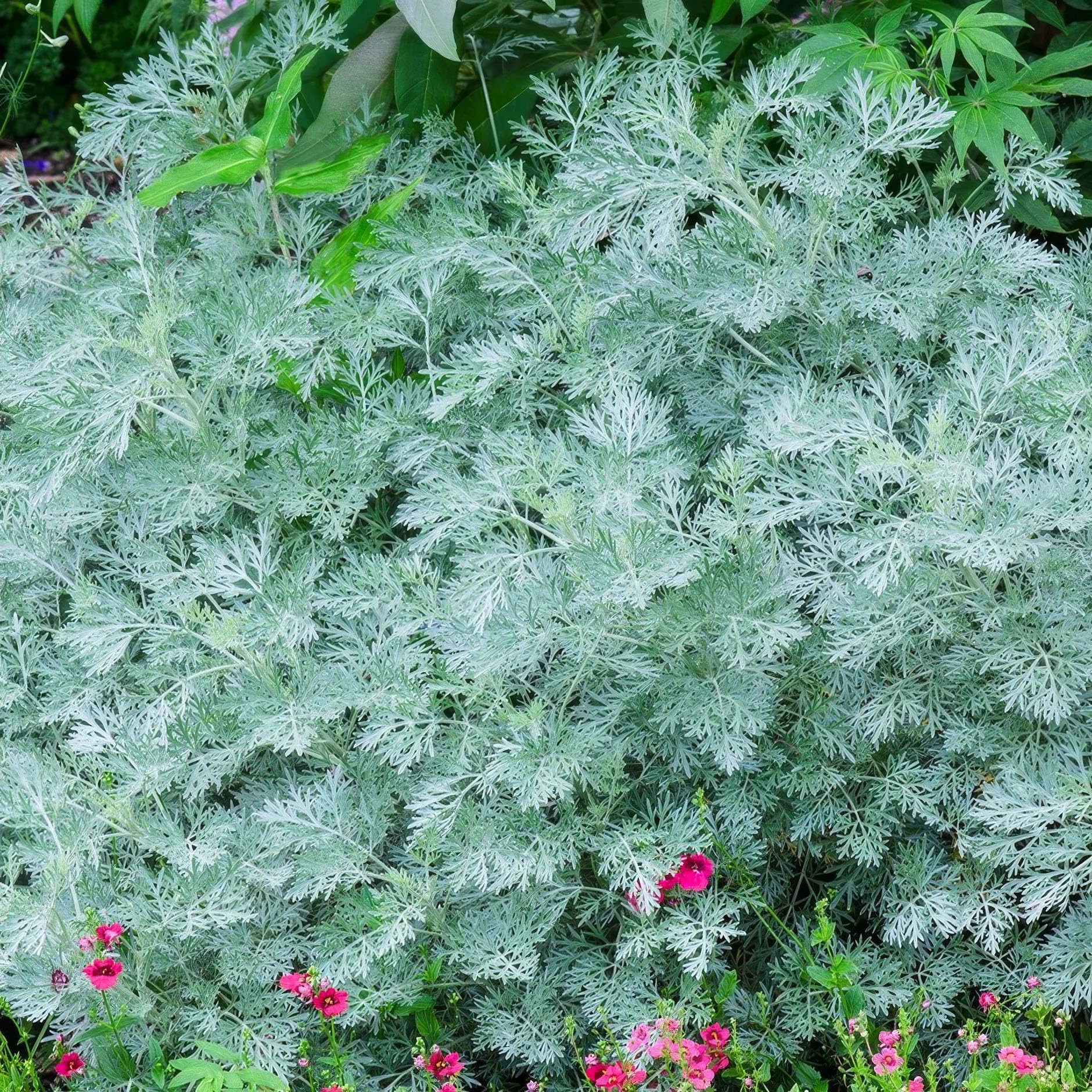 Plant Theory 9cm Pot Artemisia Powis Castle Wormwood Green Perennial