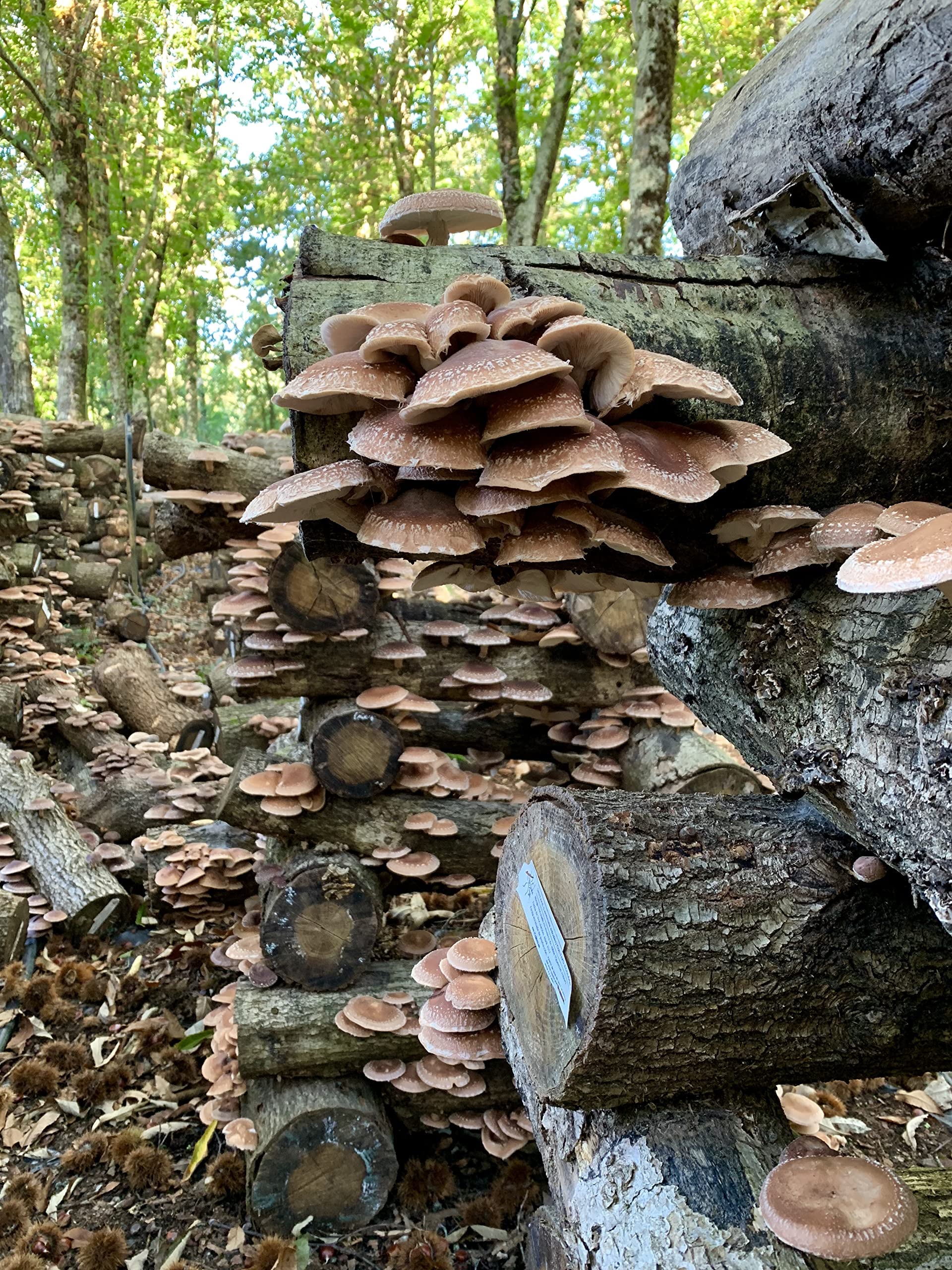 HIFAS - Setas Autocultivo - Autocultivo de Seta Shiitake sobre Troncos de Madera, Perfecto para el Cultivo de Setas en casa o para el Huerto, Mushroom Growing (1000 Uds)