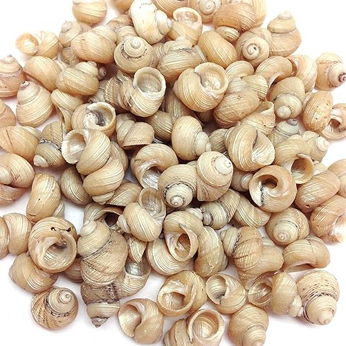 Miniatura 2 de PEPPERLONELY Conchas marinas turbo ranuradas, 8 oz aprox. 100 carcasas de PC, 12 pulgada  34 pulgadas