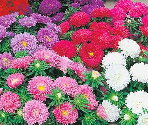 Vsorce4u 250 x Aster Dwarf Colour Carpet Seeds - Callistephus