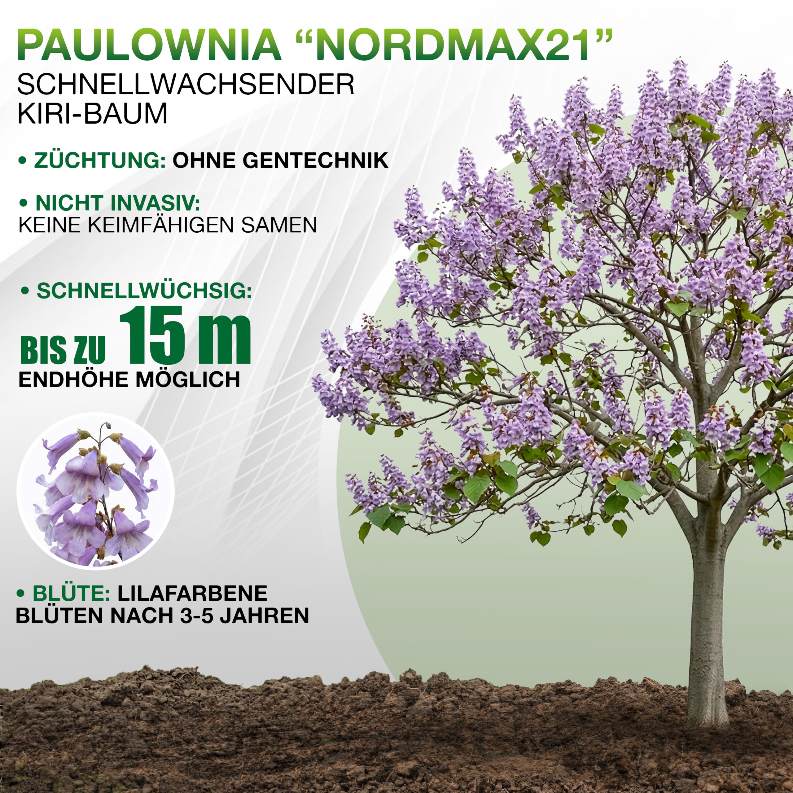 Blauglockenbaum Paulownia Nordmax 21® P. tomentosa x P. fortunei schnellwachsend - auch bekannt als Kiri-Baum, Kaiserbaum mit blauvioletten & glockenförmigen Blüten als CO2 Baum (1x 15 cm-Topf)