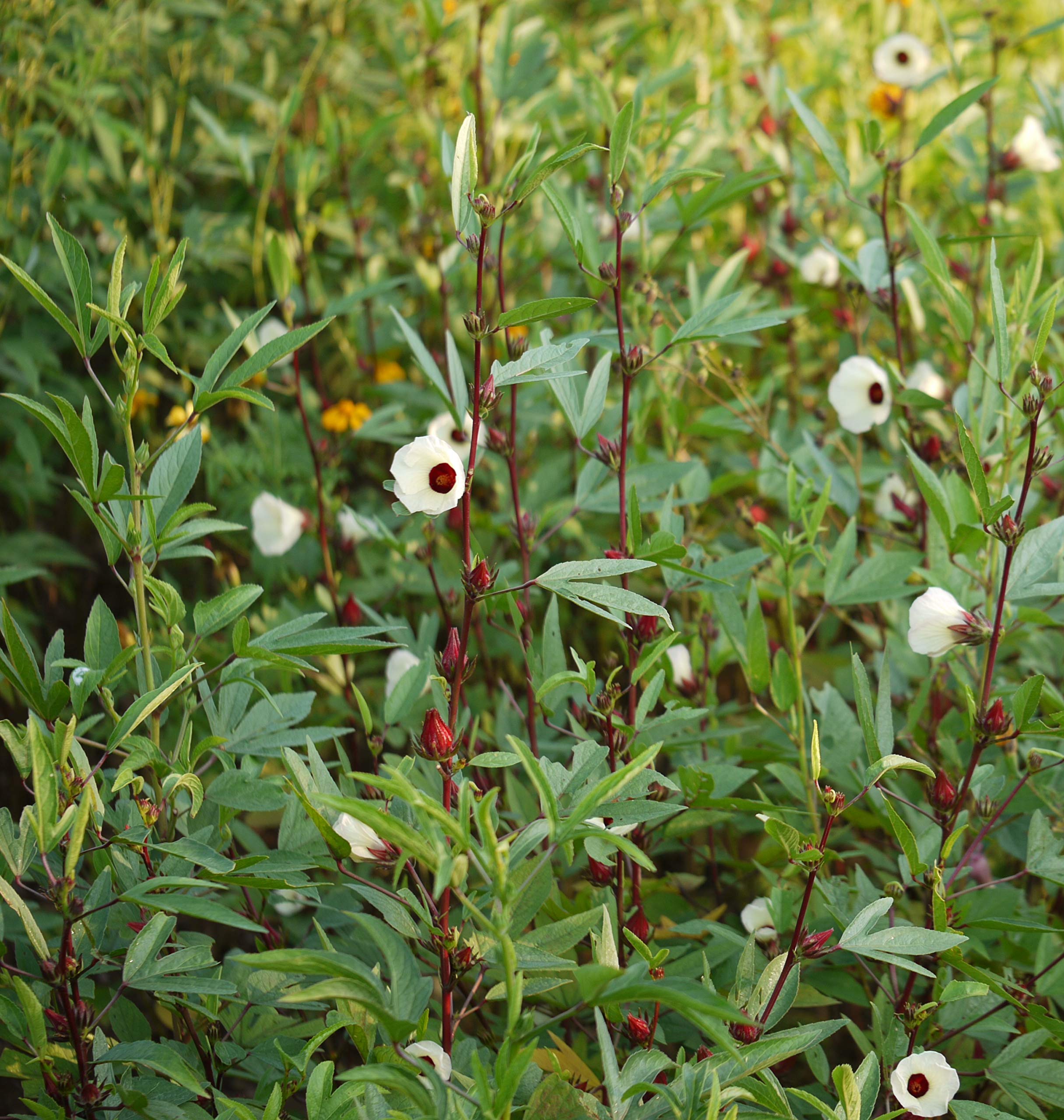 See full amazon price history chart for GONGURA/PULICHA KEERAI/KENAF LEAVES/PUNDI SEEDS 100 PLANT SEEDS GONGURA/PULICHA KEERAI/KENAF LEAVES/PUNDI SEEDS 100 PLANT SEEDS (B08BKN6SSS) Amazon Price History, Amazon Price Tracker