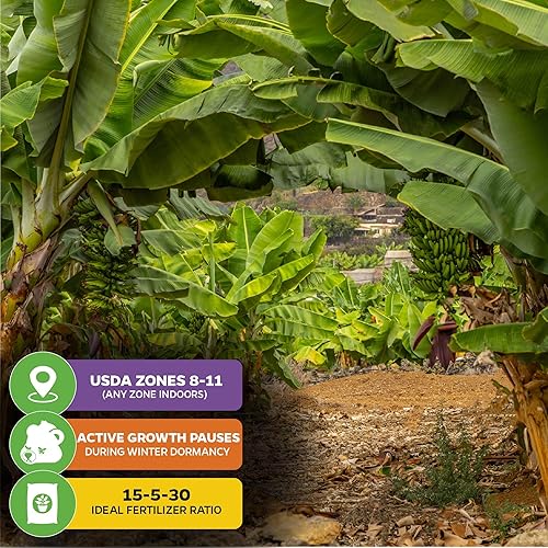Miniatura 9 de Little Prince Banana - Musa 'Prince' por Wellspring Gardens - Belleza tropical ornamental para jardinería en contenedores e interiores - Planta viva