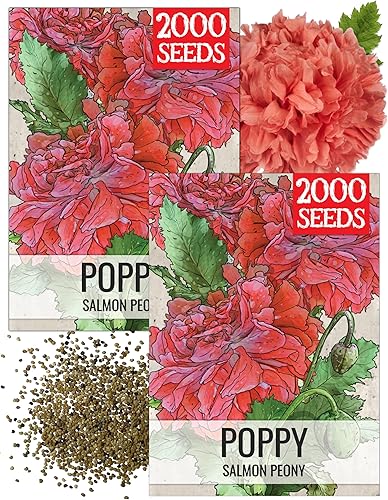 Miniatura 16 de Seed Needs Semillas mixtas de amapola de peonía para plantar, reliquia y polinizada abierta, mezcla colorida para plantar un jardín de mariposas al