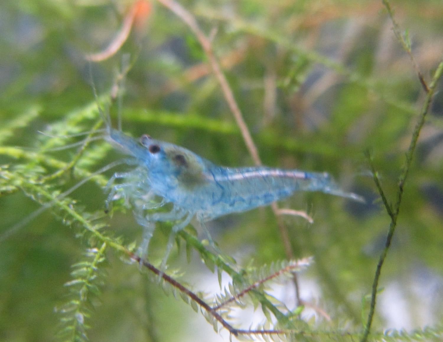 当店だけの限定モデル ルリーシュリンプ ベルベットブルー１０匹セット べったりブルー Shipsctc Org