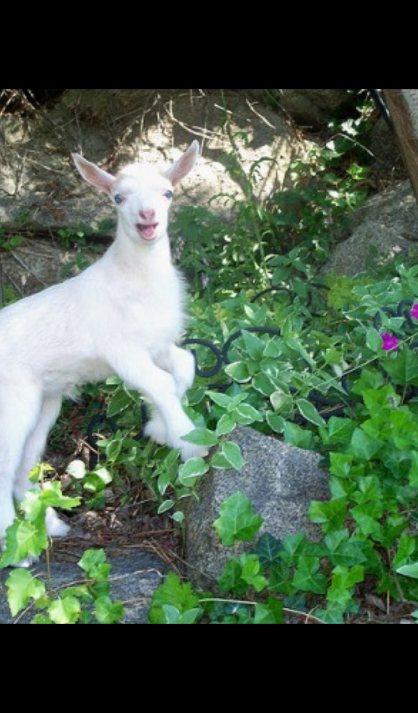 Mountain Goat Wallpaper HD Wallpapers of Mountain Goats! App on