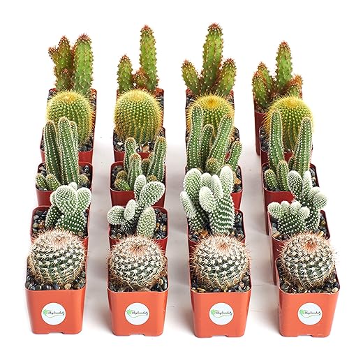 Shop Succulents | Cool Cactus Collection of Live Succulent Plants, Hand Selected Variety Pack of Cacti | Collection of 20