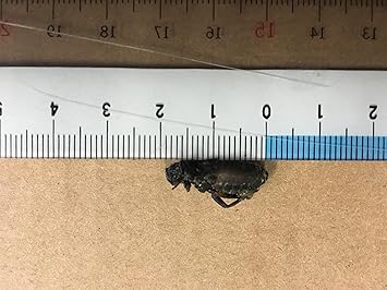 Amazon クール便発送 冷凍 国産黒コオロギ mサイズ 100g 約100匹入り C Vision フード 通販 Amazon クール便発送 冷凍 国産黒コオロギ mサイズ 100g 約100匹入り C Vision フード 通販