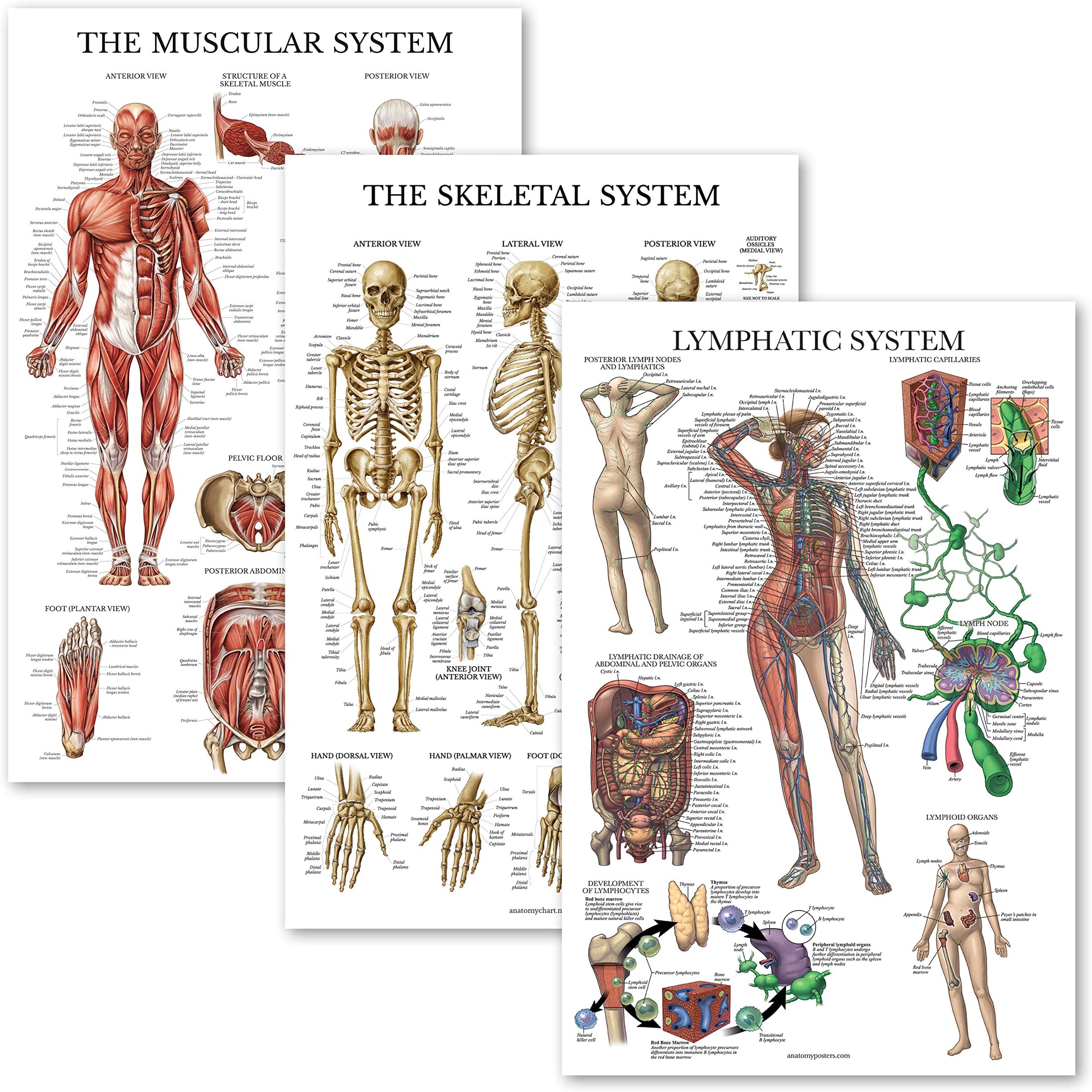 3 Pack - Muscle + Skeleton + Lymphatic System Anatomy Poster Set - Muscular and Skeletal System Anatomical Charts - Laminated - 18" x 27"