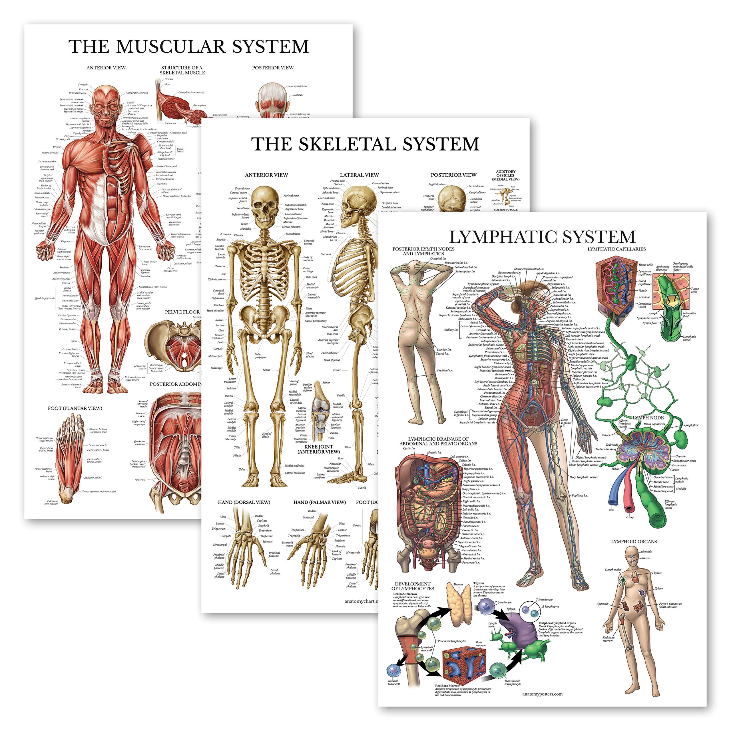 3 Pack - Muscle + Skeleton + Lymphatic System Anatomy Poster Set - Muscular and Skeletal System Anatomical Charts - Laminated - 18" x 27"