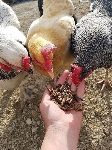 Miniatura 5 de Small Pet Select Grub Bugs, Larvas de mosca soldado negro, sin OMG, PNW de origen local, 2 lb