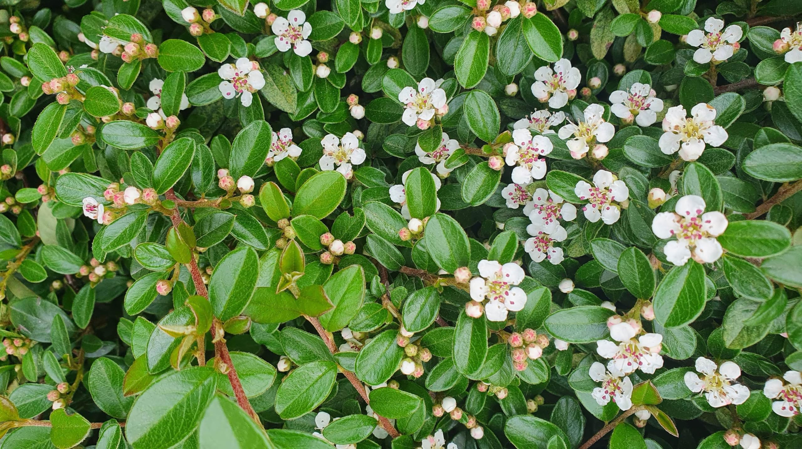 Stauden Gänge 10 x Cotoneaster dammeri 'Radicans' Teppichmispel winterhart | Immergrüner Bodendecker mit roten Beeren für Sonne bis Halbschatten, mehrjährig, winterhart, robust, 9x9 cm Topf