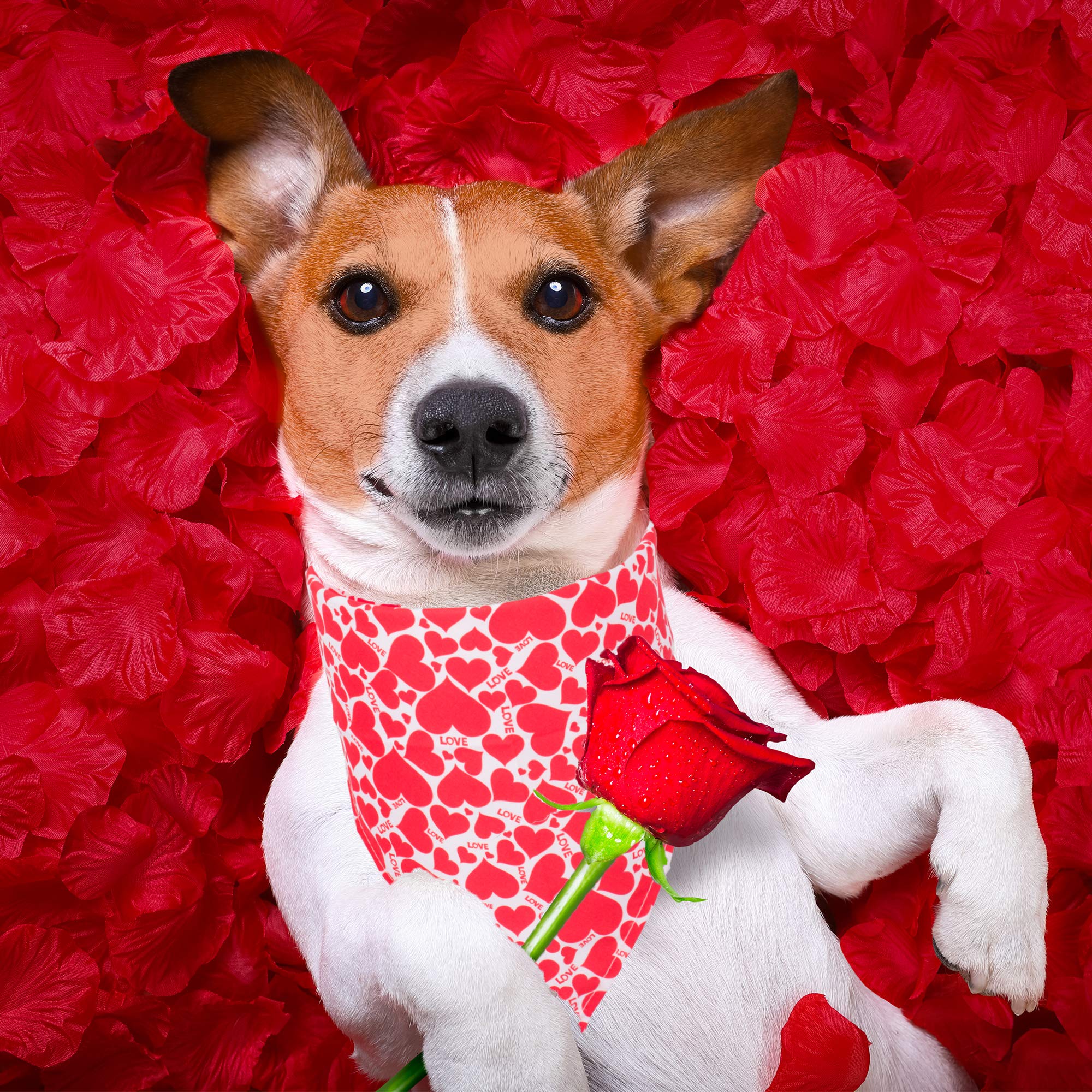 ADOGGYGO Paquete de 4 pañuelos triangulares para perros de San Valentín, bufanda triangular para mascotas, color rojo y rosa, con patrón de corazón, para perros medianos y grandes (grande)