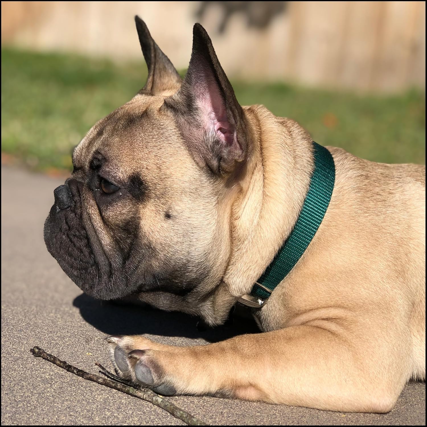 Country Brook Petz - Premium Nylon Dog Collar with Metal Buckle for Small Medium Large Breeds - 10+ Cool Colors (Medium, 3/4 Inch, Green)