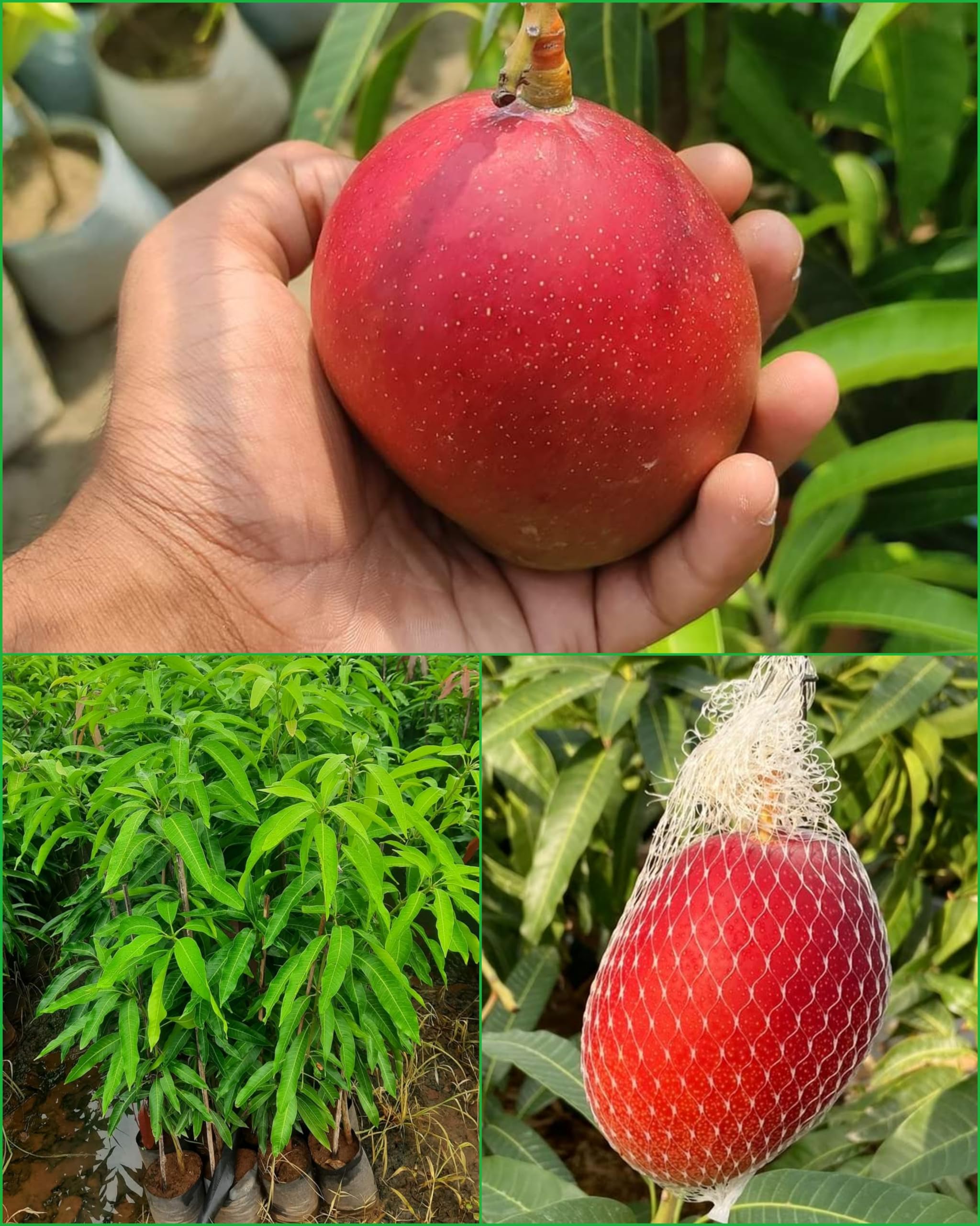 Rukonza Original Miyazaki Mango Grafted plant - Japanese Rare Variety Taiyo no Tamago Fruit Tree Height 2-3 Feet, Pack Of 1 Plant (B0D15PMLRJ) Amazon Price History, Amazon Price Tracker