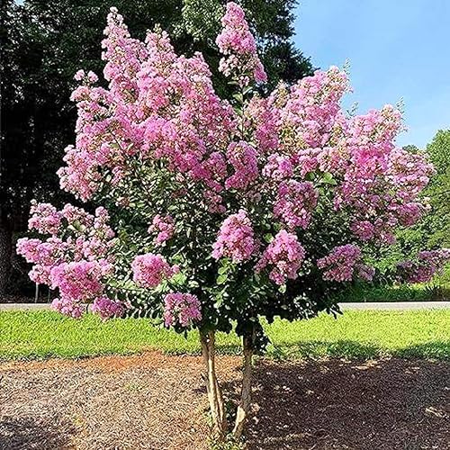 CHUXAY GARDEN Árbol de mirto de crespón rosa de 35 semillas Lagerstroemia Pink Wonder encantadoras flores resistentes planta de privacidad ideal
