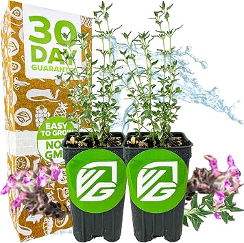 Kitty Crack - Cat Thyme 2-Pack Herb Bush by Wellspring Gardens