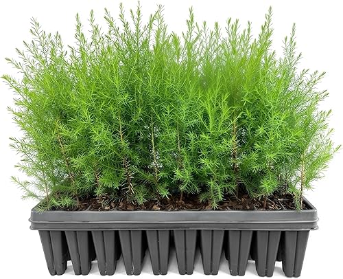 Árbol de cedro rojo del sur | 20 plantas vivas | Juniperus virginiana Silicicola | Árboles resistentes de hoja perenne de rápido crecimiento