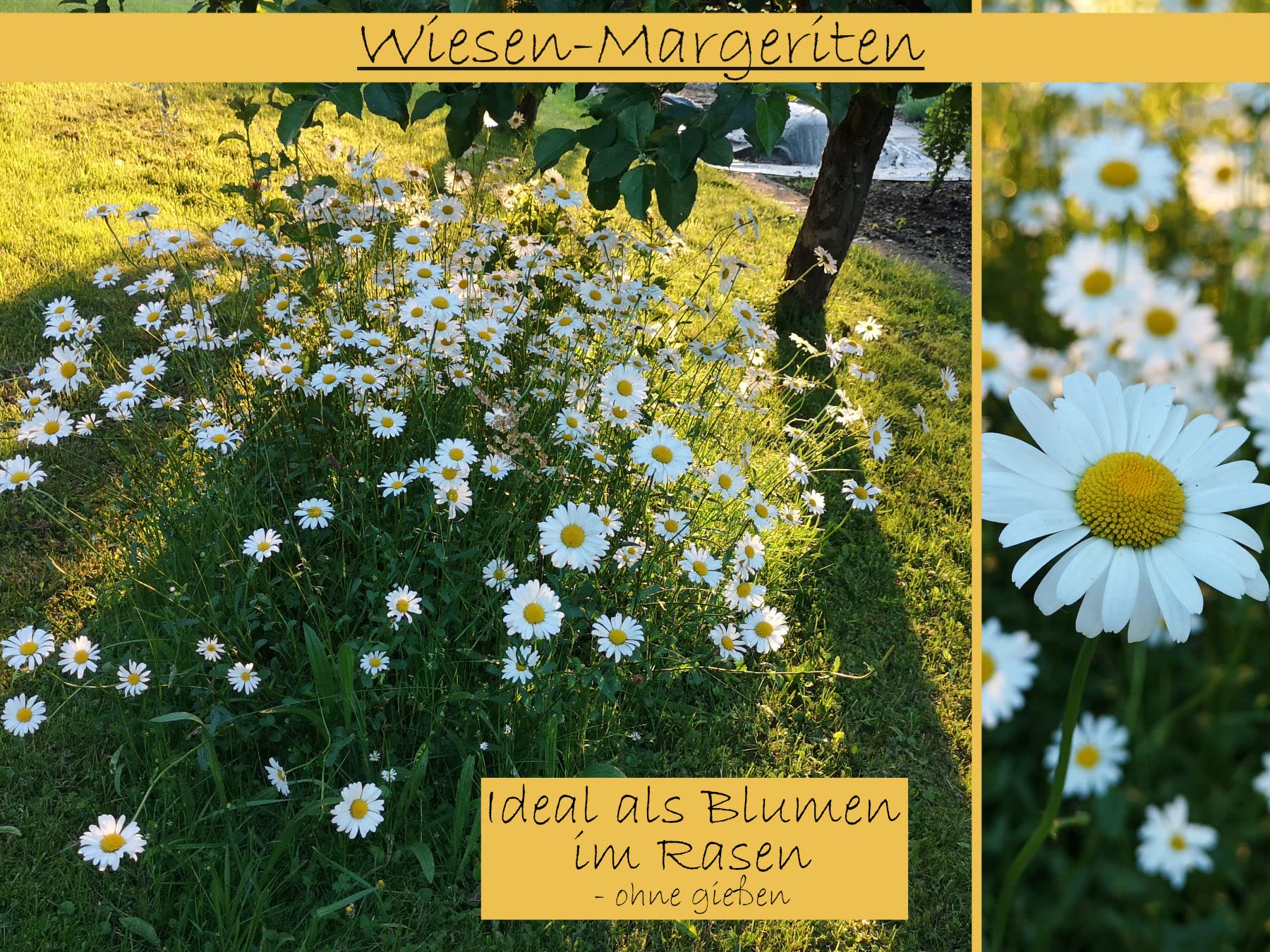 deutsche Wiesen-Margerite Samen, heimische Margerithe (lat. Leucanthemum  vulgare) als Blumenwiese, Blumen Saatgut fr Rasen & Wiese (8.000 Samen) :  ...