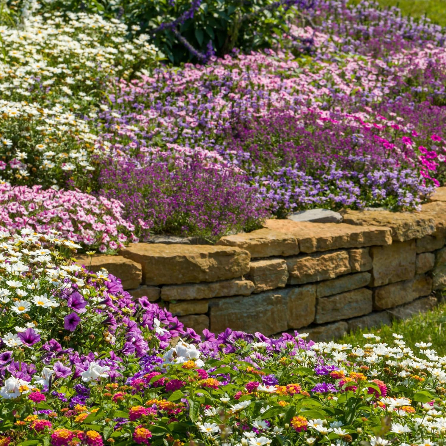 Proven Winners Supertunia Mini Vista Pink Star Petunia Live Plant, Eco+ Grande, 4 Pack