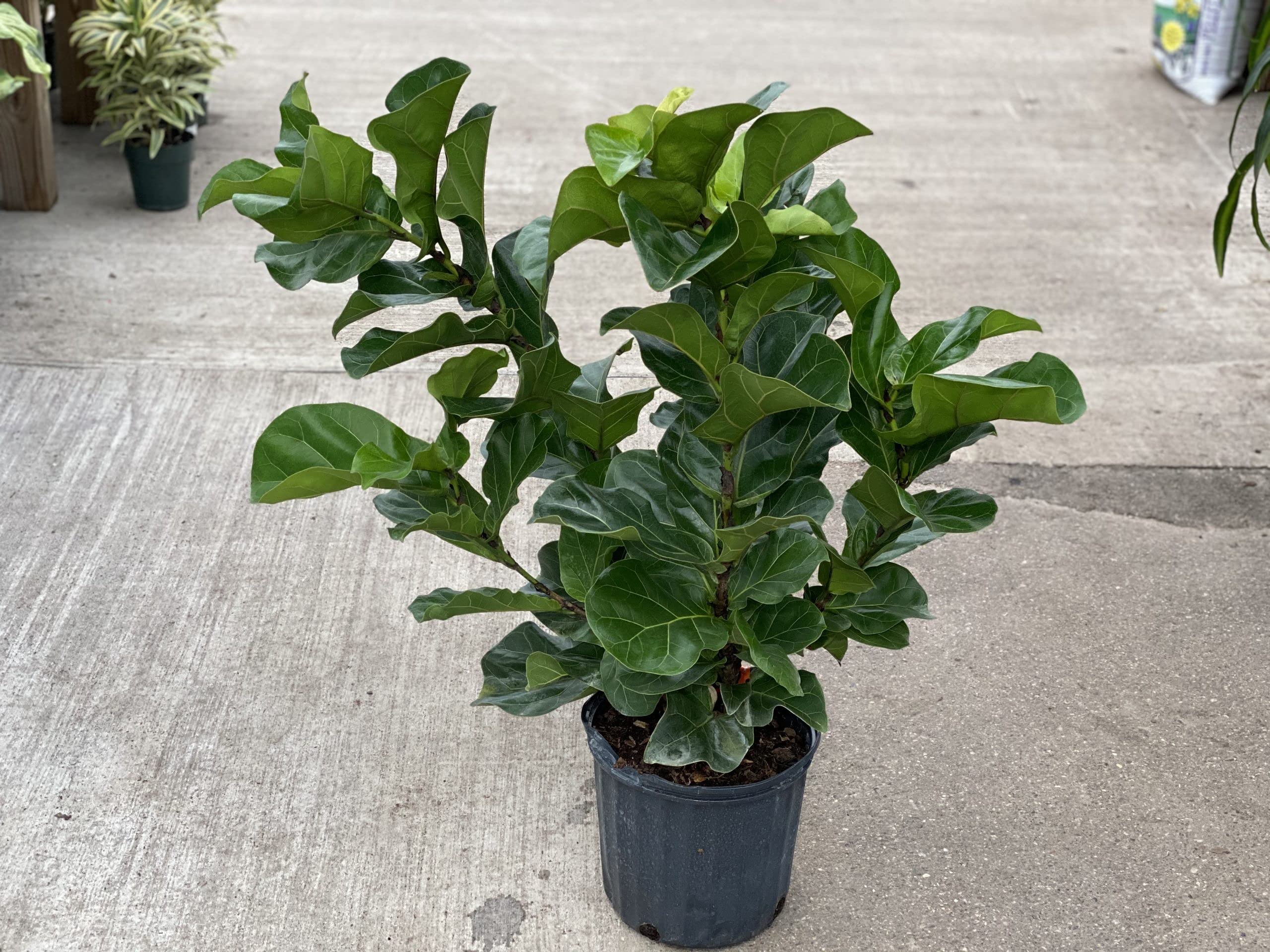 Amazon.com : Fiddle Leaf Fig Bush - Live Plant in a 10 Inch Pot