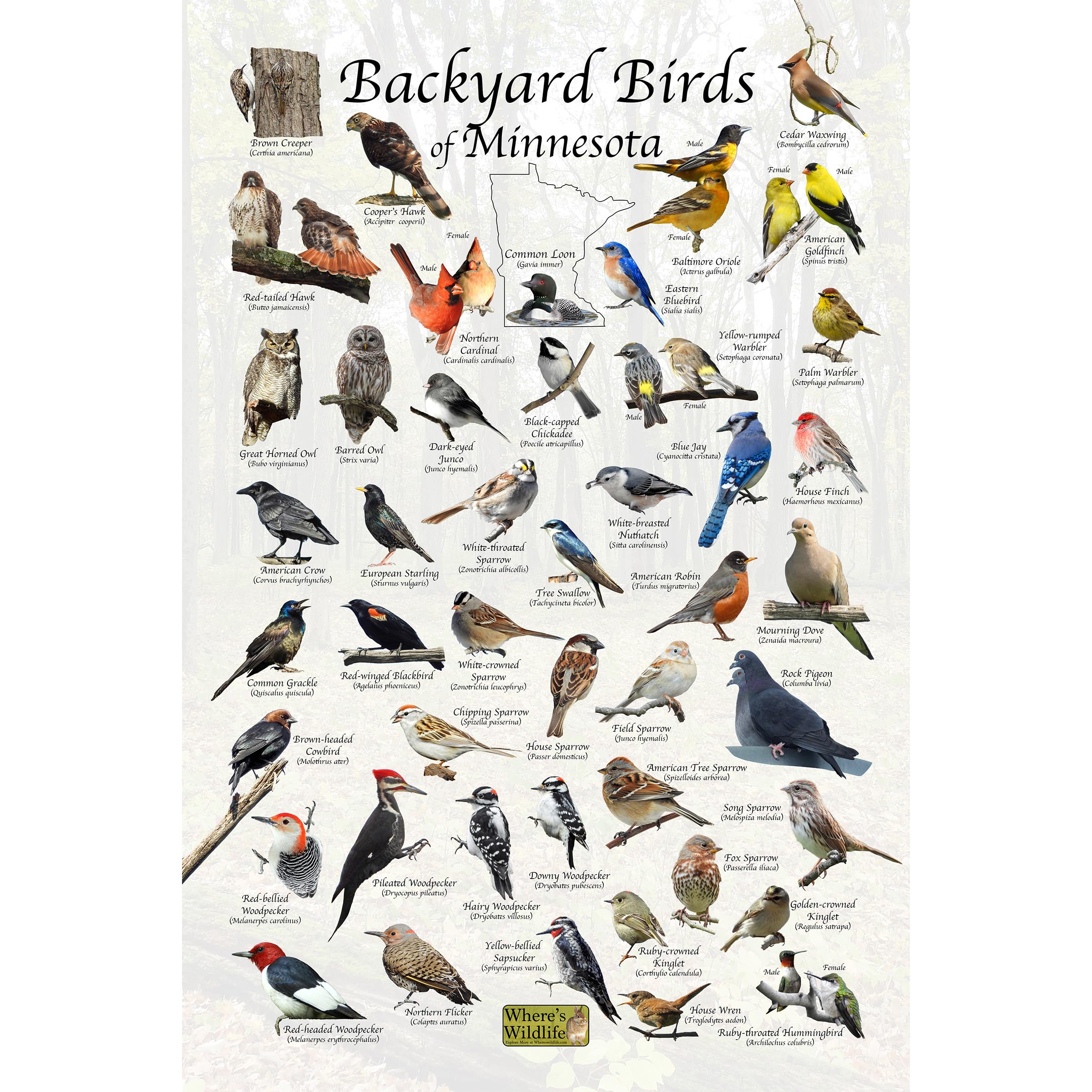 Where's Wildlife Backyard Birds of Minnesota Bird Identification Poster (12" x 18")