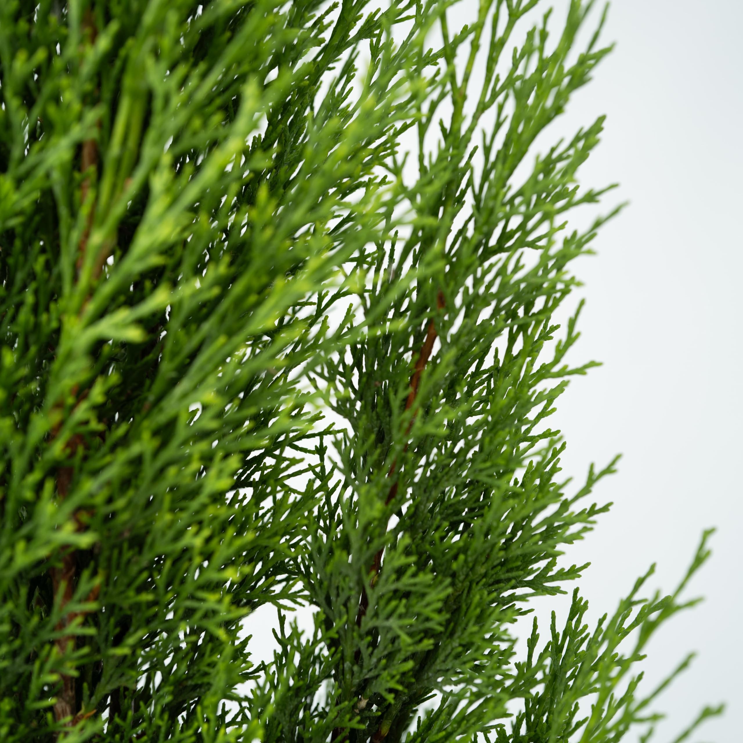Plant in a Box - Cyprès de Toscane - Set de 2 - Cupressus sempervirens - Pot 19cm - Hauteur 70-80cm