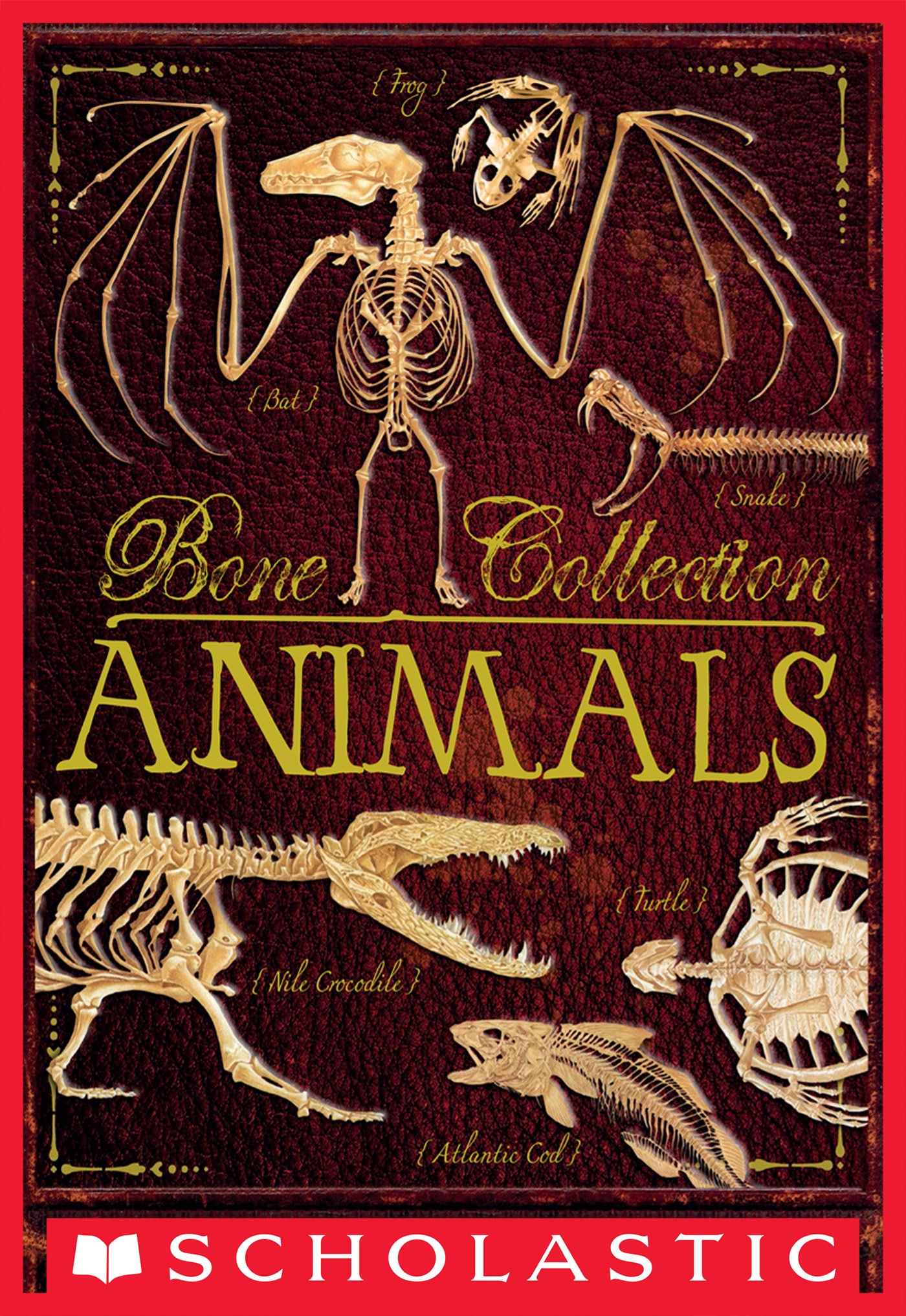 Bone Collection: Animals