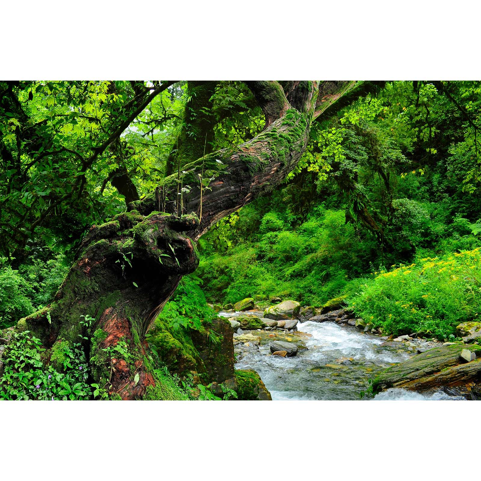 Jungle Rainforest Aquarium Background Lush Green Old Trees Stream Terrarium Background Rock River Forest Natural Landscape Fish Tank Background Jungle Style Reptile Habitat Background 36x24in