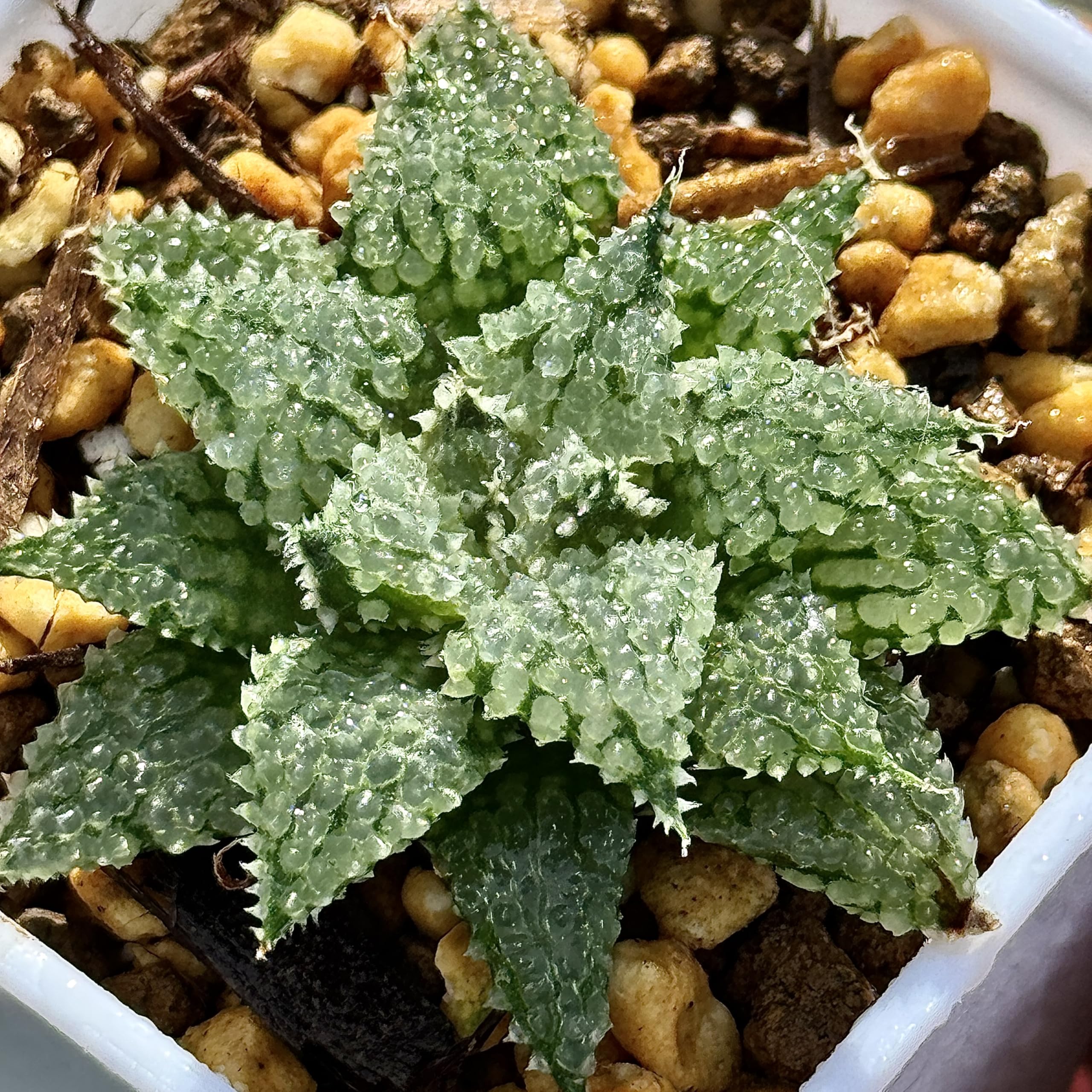 Amazon｜多肉植物 観葉植物 ハオルチア ハオルシア バブルコレクタ