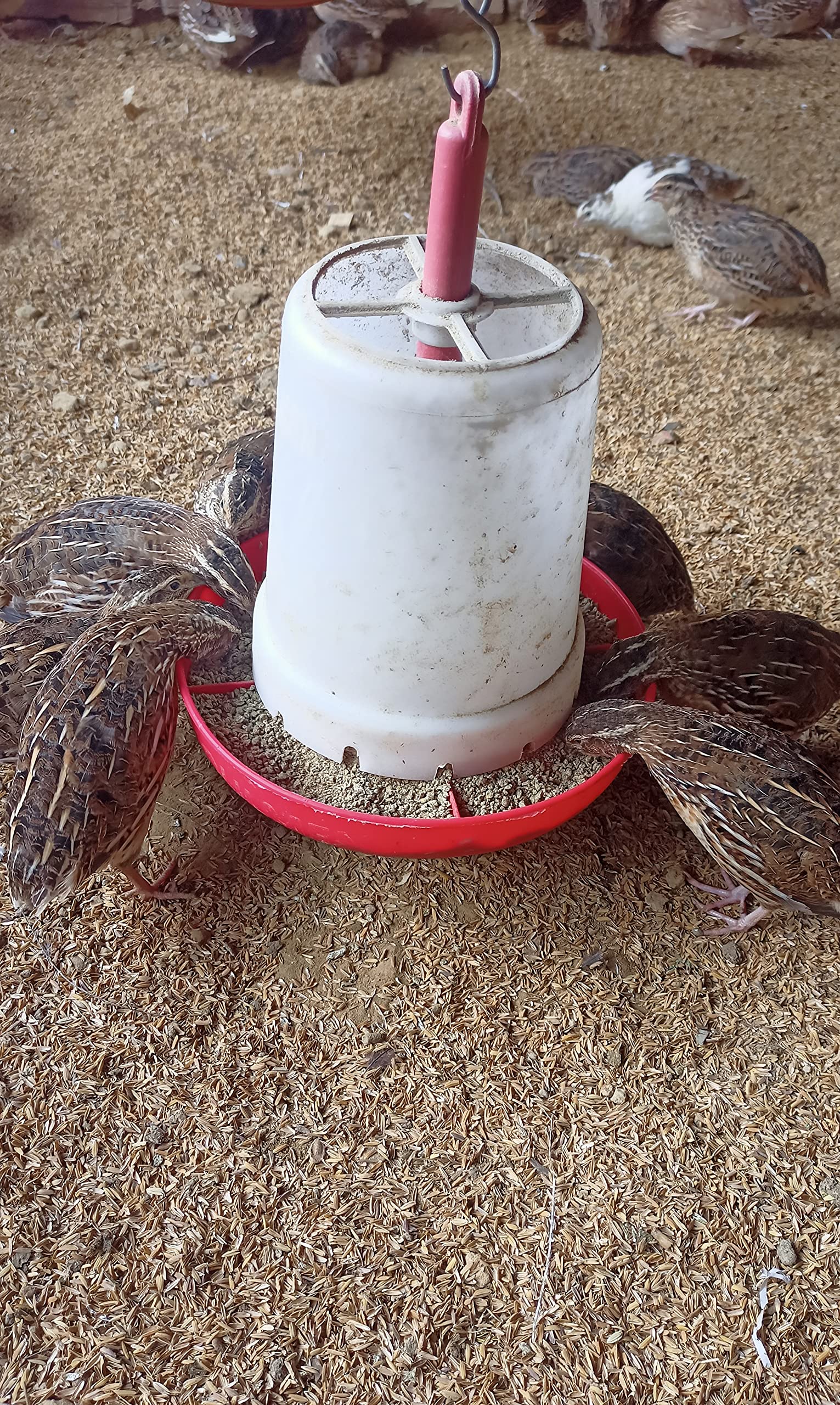 Quail Feed for Maximum Egg Production and Make Good Health Birds and Make Good Health for Adult Birds 900g Packet (B099P5F1D8) Amazon Price History, Amazon Price Tracker