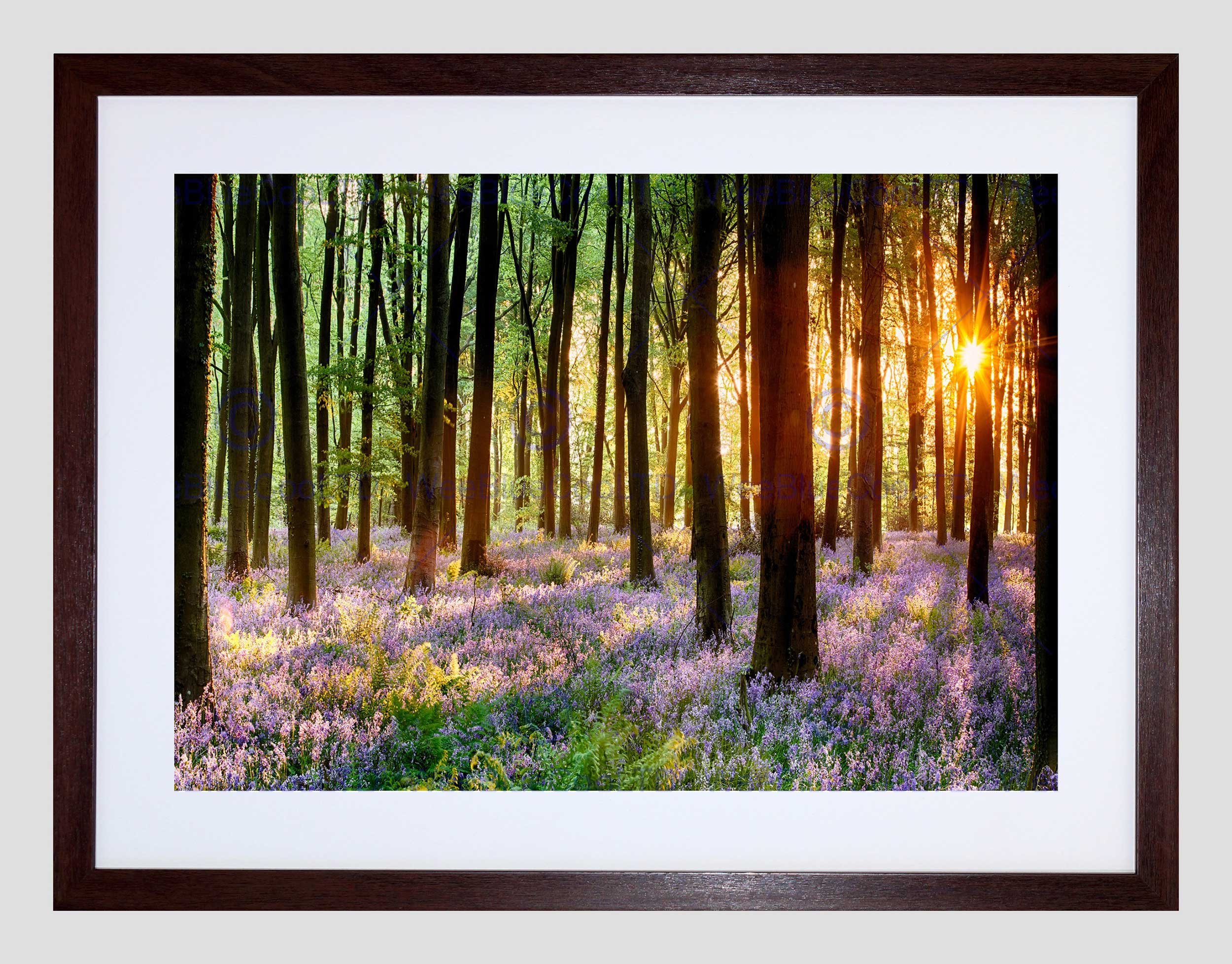 Wee Blue Coo Bluebell Wood Sunrise Tree Art Framed Wall Art Print